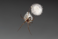 La Malmignatte des maisons. Une femelle et ses cocons (Araneae - Theridiidae - Steatoda triangulosa)